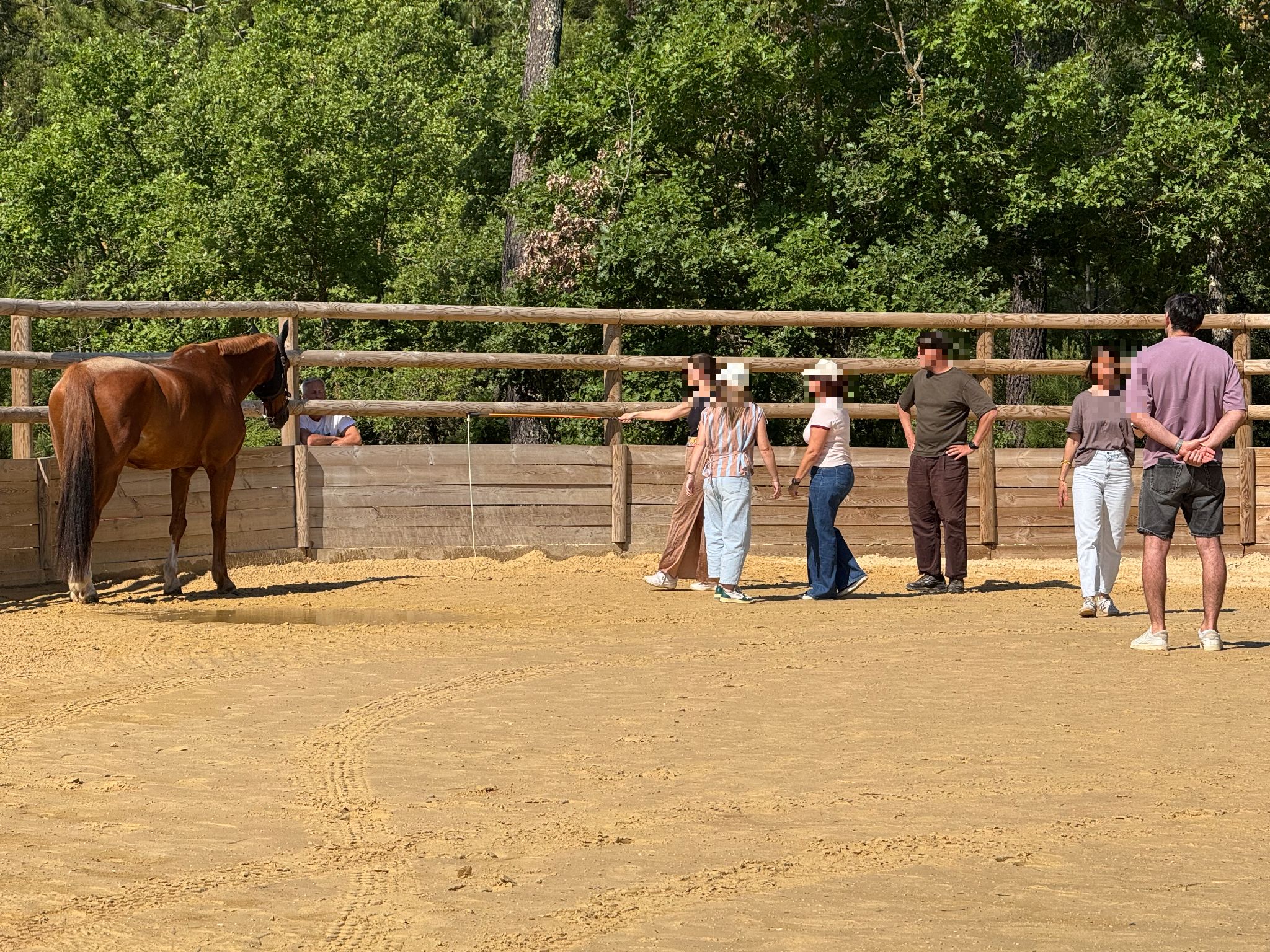 Équicoaching pour comité de direction : un cheval comme miroir vivant de la dynamique d'équipe